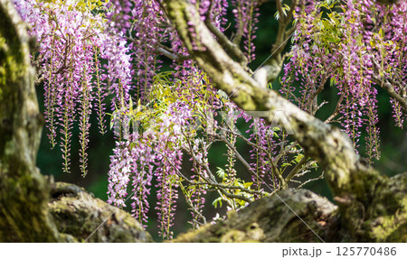 古代の森に咲き乱れる春の花藤の絶景 125770486