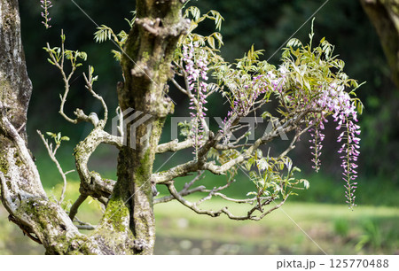 古代の森に咲き乱れる春の花藤の絶景 125770488
