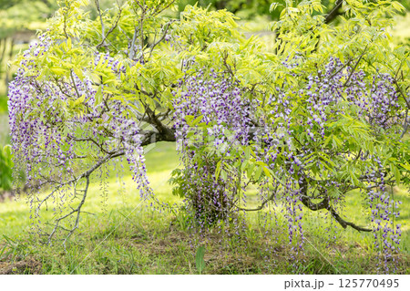 古代の森に咲き乱れる春の花藤の絶景 125770495