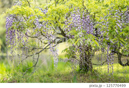 古代の森に咲き乱れる春の花藤の絶景 古代の森に咲き乱れる春の花藤の絶景 125770499