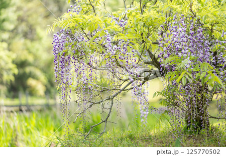 古代の森に咲き乱れる春の花藤の絶景 125770502