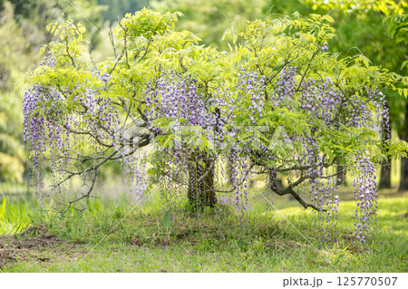 古代の森に咲き乱れる春の花藤の絶景 古代の森に咲き乱れる春の花藤の絶景 125770507