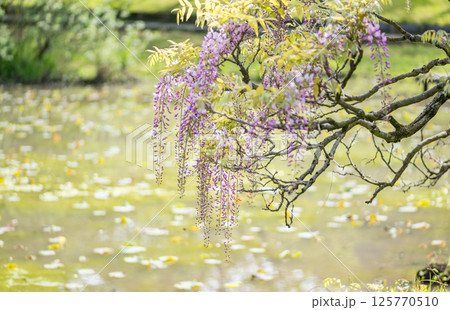 古代の森に咲き乱れる春の花藤の絶景 古代の森に咲き乱れる春の花藤の絶景 125770510
