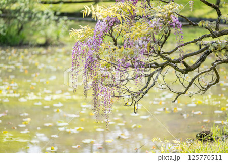 古代の森に咲き乱れる春の花藤の絶景 125770511