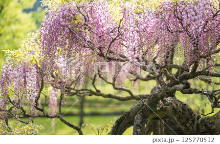 古代の森に咲き乱れる春の花藤の絶景 古代の森に咲き乱れる春の花藤の絶景 125770512
