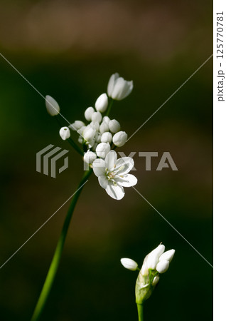 アリウム・コワニー 125770781