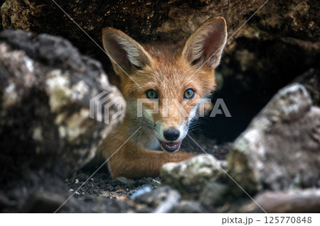 Red fox, vulpes vulpes in forest. Wild animal in natural environment Red fox, vulpes vulpes in forest. Wild animal in natural environment 125770848