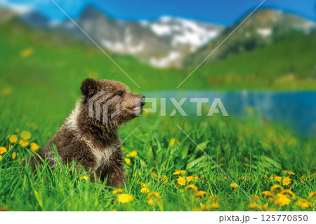 Bear cub on the summer meadow. Ursus arctos in grass with yellow flowers on mountain and lake background 125770850