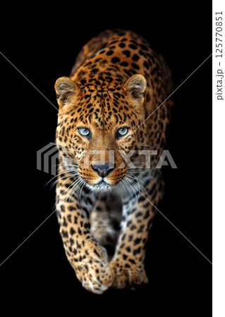 Beautiful big leopard isolated on black background 125770851