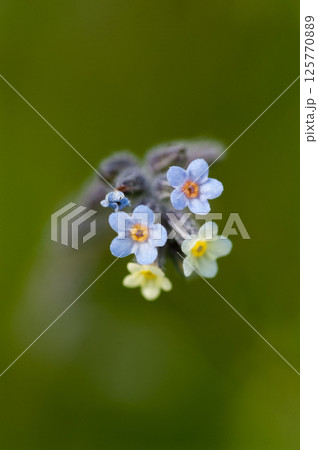 花の色が変化する勿忘草(ミオソティス・ディスカラー:myosotis discolor) 花の色が変化する勿忘草(ミオソティス・ディスカラー:myosotis discolor) 125770889