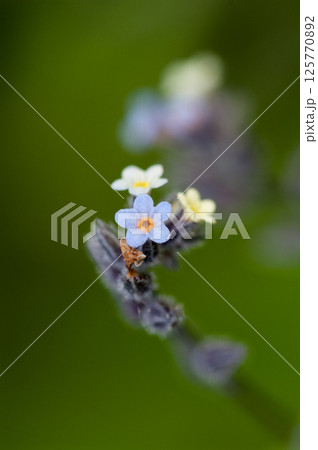 花の色が変化する勿忘草(ミオソティス・ディスカラー:myosotis discolor) 花の色が変化する勿忘草(ミオソティス・ディスカラー:myosotis discolor) 125770892