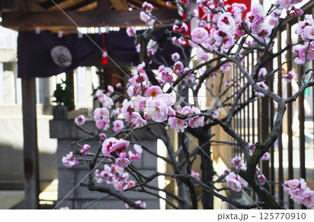 善國寺　出世稲荷　（東京都新宿区神楽坂） 125770910