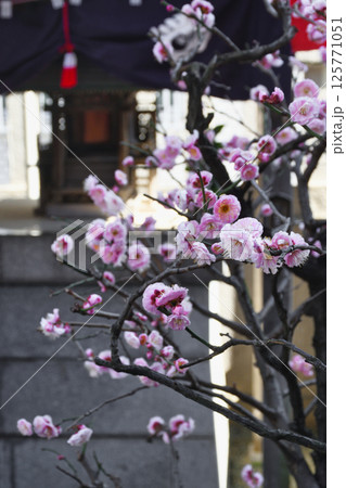 善國寺　出世稲荷　（東京都新宿区神楽坂） 125771051