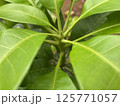 Micro Mango leaves with color green isolated photo stock 125771057