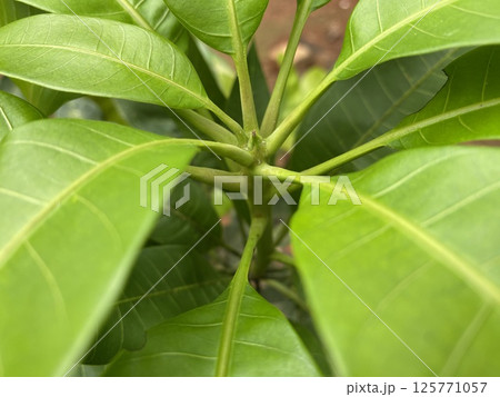 Micro Mango leaves with color green isolated photo stock Micro Mango leaves with color green isolated photo stock 125771057