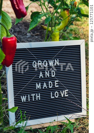 Letter board with text GROWN AND MADE WITH LOVE on background of garden bed with bell pepper. Organic farming, produce local vegetables concept. Supporting local farmers 125771101