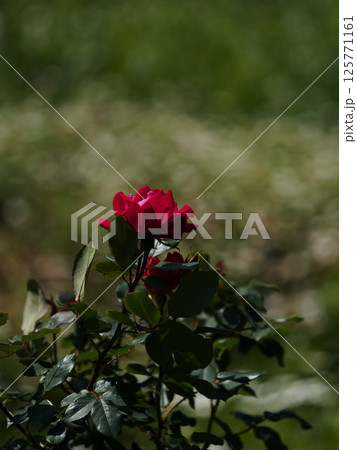 緑背景に映える赤いバラ 125771161