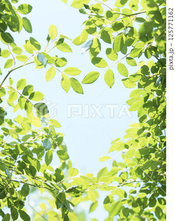 青空に映える若葉のシルエット 125771162