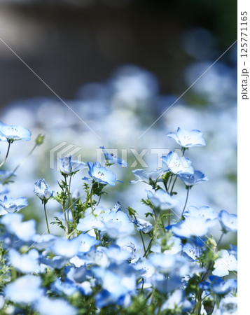 柔らかな光に包まれたネモフィラの花畑 125771165