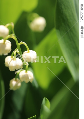 スズラン スズラン 125771640