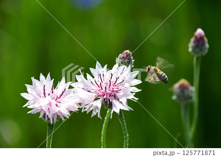 ヤグルマギク（矢車菊） 125771871