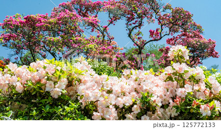色とりどりのツツジの花が咲く日輪寺 125772133