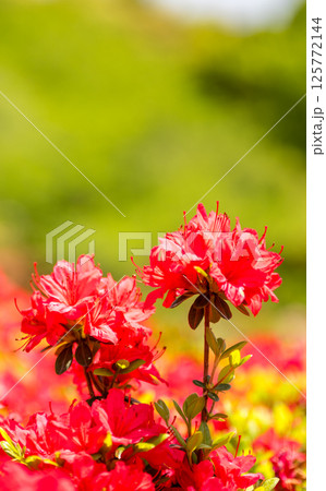 色とりどりのツツジの花が咲く日輪寺 125772144