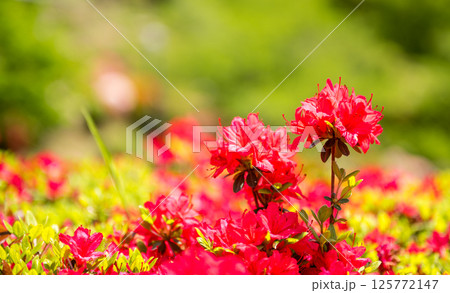 色とりどりのツツジの花が咲く日輪寺 色とりどりのツツジの花が咲く日輪寺 125772147