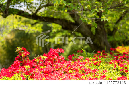 色とりどりのツツジの花が咲く日輪寺 125772148