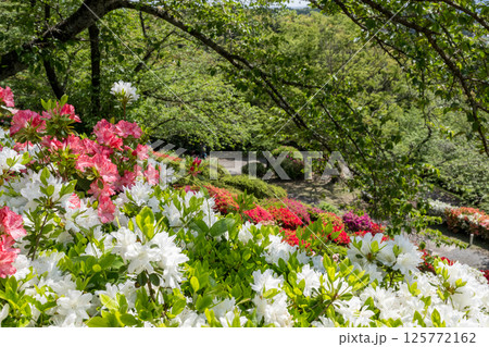 色とりどりのツツジの花が咲く日輪寺 色とりどりのツツジの花が咲く日輪寺 125772162