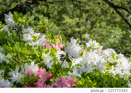 色とりどりのツツジの花が咲く日輪寺 色とりどりのツツジの花が咲く日輪寺 125772163