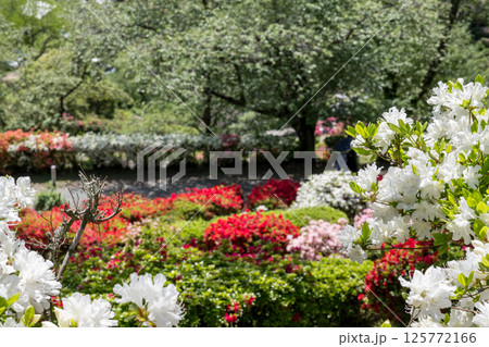 色とりどりのツツジの花が咲く日輪寺 色とりどりのツツジの花が咲く日輪寺 125772166