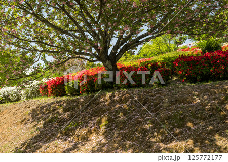 色とりどりのツツジの花が咲く日輪寺 色とりどりのツツジの花が咲く日輪寺 125772177