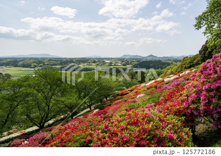 色とりどりのツツジの花が咲く日輪寺 色とりどりのツツジの花が咲く日輪寺 125772186