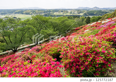 色とりどりのツツジの花が咲く日輪寺 色とりどりのツツジの花が咲く日輪寺 125772187