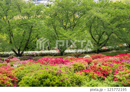 色とりどりのツツジの花が咲く日輪寺 色とりどりのツツジの花が咲く日輪寺 125772195