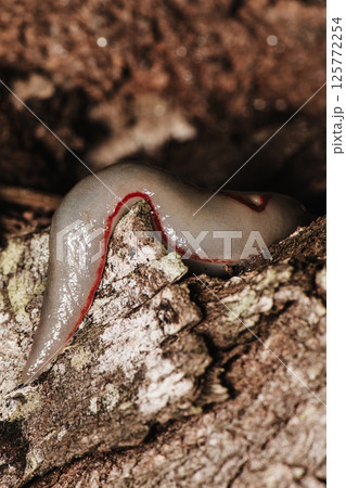 Red Triangle Slug 125772254