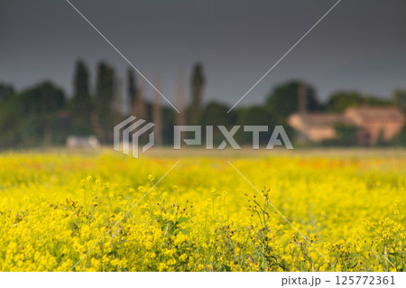 Italian canola flower plantation landscape 125772361