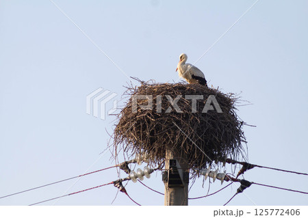 Stork in its nest on a utility pole in the countryside 125772406