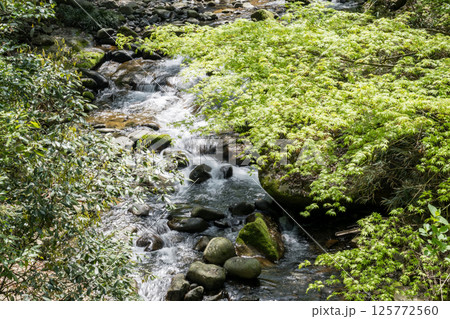 初夏の青紅葉が美しい新緑の風景 125772560