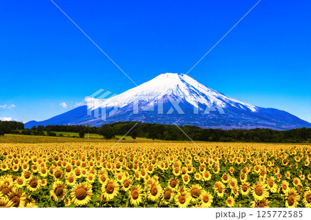 北海道のひまわり畑と富士山合成 125772585