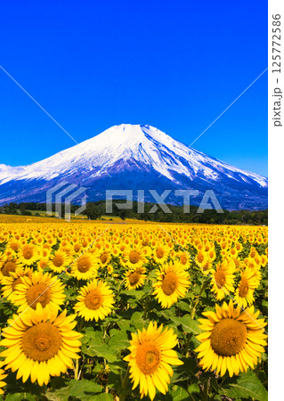 北海道のひまわり畑と富士山合成 125772586