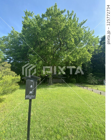 心の泉跡 六義園 心の泉跡 六義園 125772734