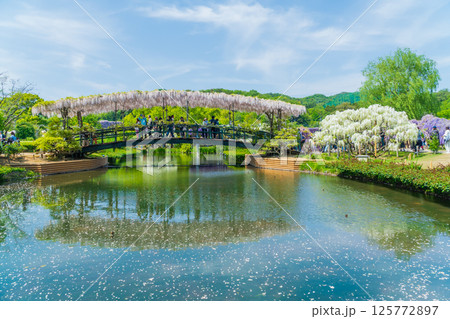 新緑のあしかがフラワーパーク　うすべに橋 125772897