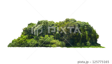 group green tree isolate on white background. Cutout tree line. Row of green trees and shrubs in summer isolated on white background. ForestScene. High quality clipping mask. Forest and green foliage. group green tree isolate on white background. Cutout tree line. Row of green trees and shrubs in summer isolated on white background. ForestScene. High quality clipping mask. Forest and green foliage. 125773165
