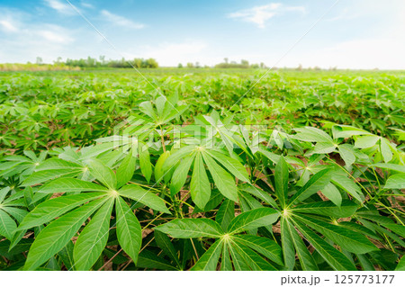 row of cassava tree in field. Growing cassava, young shoots growing. The cassava is the tropical food plant,it is a cash crop in Thailand. This is the landscape of cassava plantation in the Thailand. 125773177