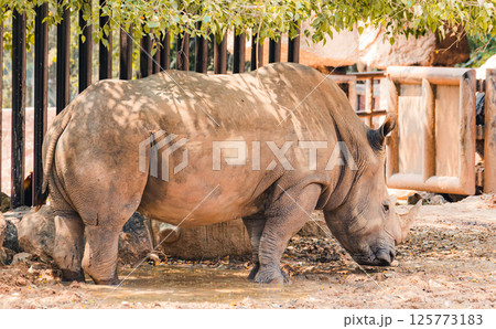 White rhinoceros in the nature habitat. White Rhinoceros Ceratotherium simum Square-lipped Rhinoceros at Khama Rhino Sanctuary Kenya Africa. White rhinoceros in the nature habitat. White Rhinoceros Ceratotherium simum Square-lipped Rhinoceros at Khama Rhino Sanctuary Kenya Africa. 125773183