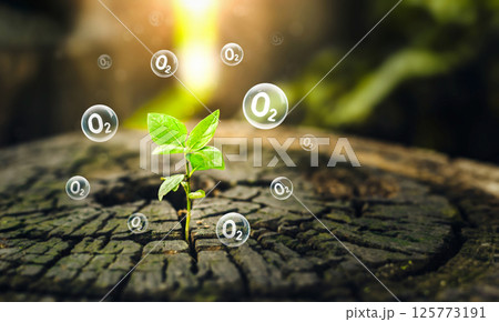 O2 molecules in bubbles and seedlings with green leaves on sunny day. Reduce carbon dioxide and greenhouse gases production fuel station. Oxygen release concept. renewable fuel green energy. 125773191