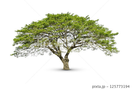 isolated big tree on White Background. Large trees database Botanical garden organization elements of Asian nature in Thailand, tropical trees isolated used for design, advertising and architecture 125773194