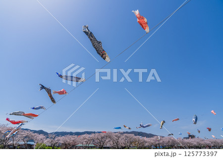 垂井町相川上空を泳ぐ鯉のぼり 125773397